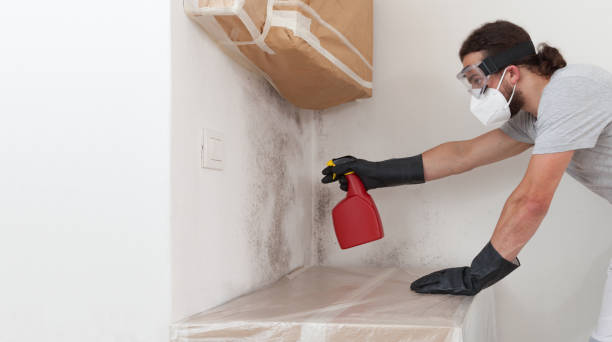 Professional Black Mold Removal technician working in Kearny, NJ