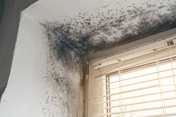 Affordable Basement Mold Removal solutions in Kearny, NJ