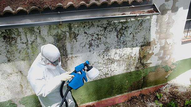 Trusted Black Mold Removal service in Kearny, NJ - Cheap Mold Removal